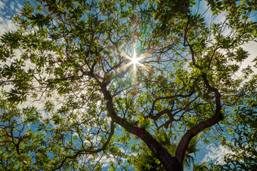 Sun flare through leaves of a tree