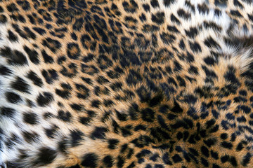 Naklejka premium Skin of the leopard