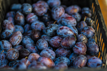 Ripe of Plums