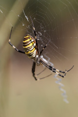 The spider weaves a web of outdoors.