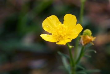 Yellow flower in the garden.
