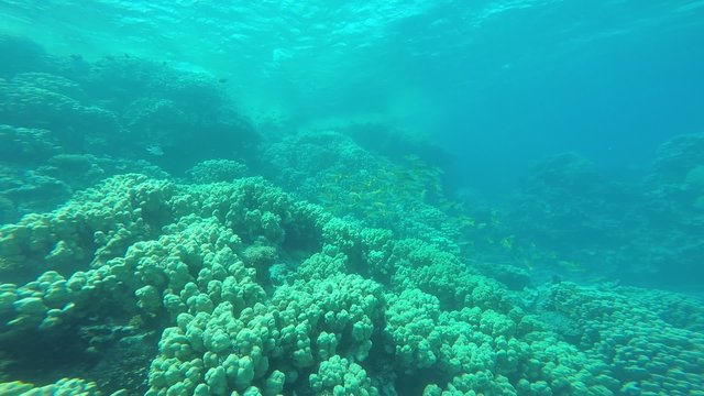 Dony Schnapper - Utjanus fulviflamma