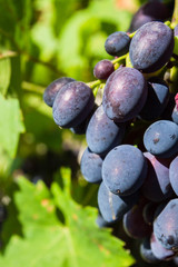 Wild ripe grapes in the garden on a branch