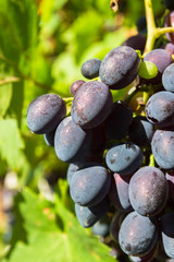 Wild ripe grapes in the garden on a branch