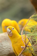 Piękna żółta papuga w Loro Park na Teneryfie