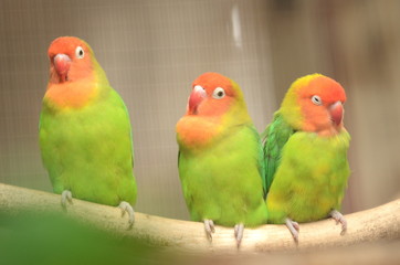 Piękne kolorowe papugi w Loro Park na Teneryfie