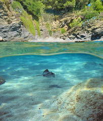 Mediterranean cove with stingray underwater