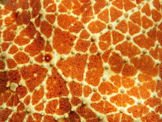 Starfish skin close up of Cushion sea star