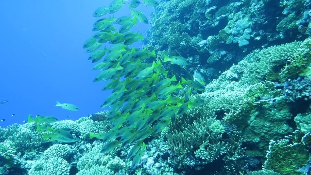 Lutjanus fulviflamma - Dory Schnapper 