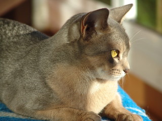 Абиссинская кошка