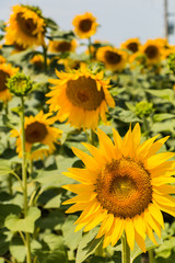 Field of blooming sunflowers - vertical