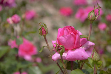 pink roses on green background