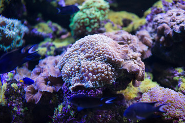 Fototapeta premium sea fish