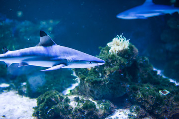 Obraz premium sea fish