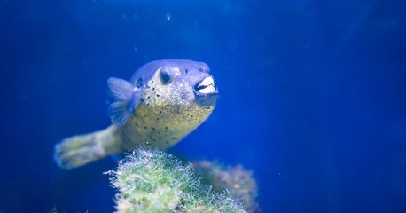 Fototapeta na wymiar sea fish