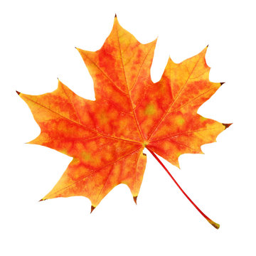 The yellow-red maple leaf