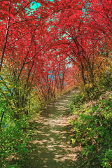 Pathway in Bakota Park
