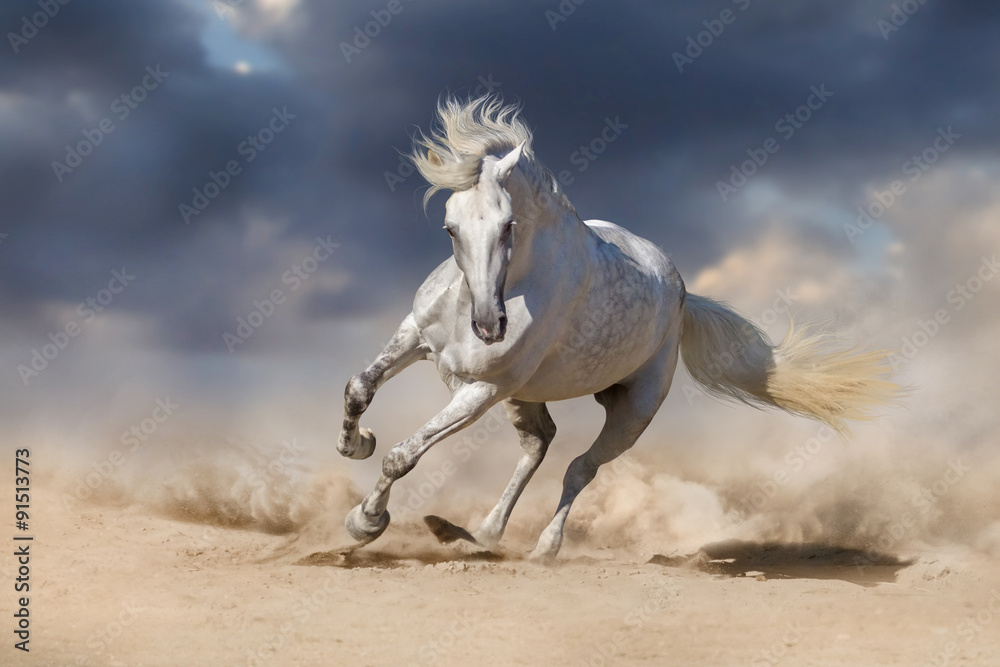 Wall mural Beautiful white horse run in desert against dramatic sky