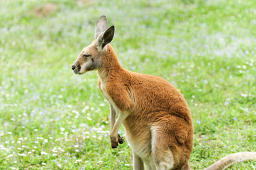  kangaroo
