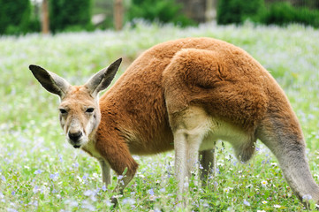  kangaroo