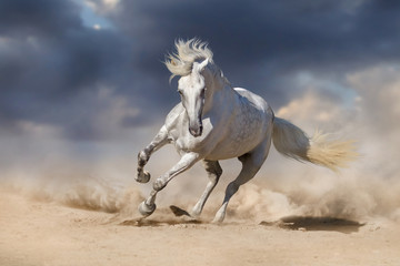 Beautiful white horse run in desert against dramatic sky