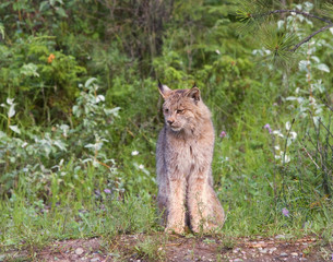 Canadian Lynx at the edge of the woods