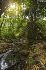 Forêt de bambous à Trois Bassins