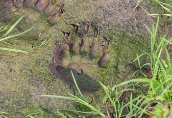 Bear tracks
