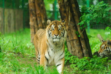 tiger