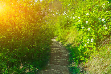 Obraz premium Pathway in Bakota Park