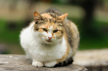 lovely kitty