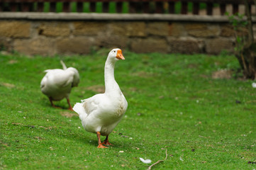 goose
