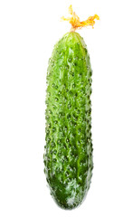 One Green  Cucumber isolated on white background close up. High