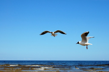 Fototapeta na wymiar Seagulls in Jurmala