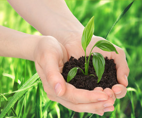 Young plant in hands with soil on green grass background