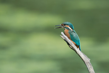 Eisvogel