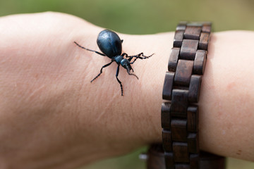 schwarzblauer maiwurm - rote liste gefährdeter arten