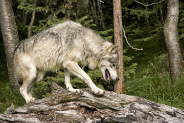 Wolf on a Log