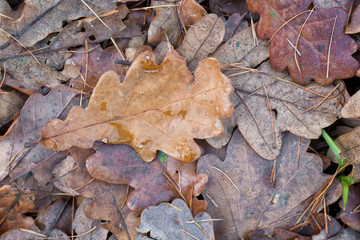 Autumn oak leaves.