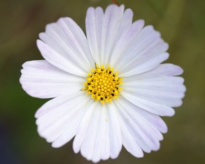 Fototapeta premium white flower closeup
