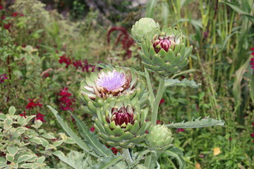 Artischocken im Garten 