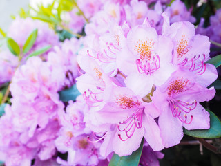 Rhododendron flower, magenta color, at closeup