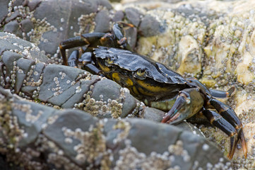 Green Shore Crab (carcinus maenus)/European Green Crab on barnacle encrusted rock