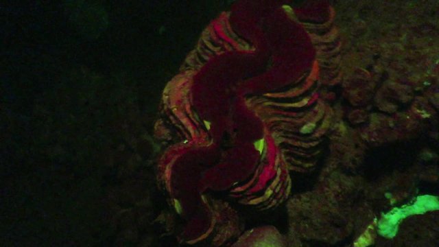 Schuppige Riesenmuschel (Tridacna, squamosa) im UV-Licht