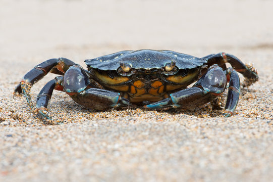 Green Shore Crab (carcinus maenus)/European Green Crab on sandy beach