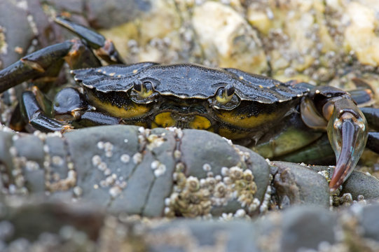 Green Shore Crab (carcinus maenus)/European Green Crab on barnacle encrusted rock