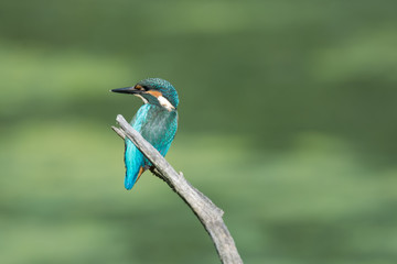 Eisvogel