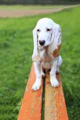 Spanish hound. Spanish Hound dog breed or Chien courant espagnol