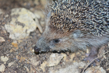 portrait of a hedgehog