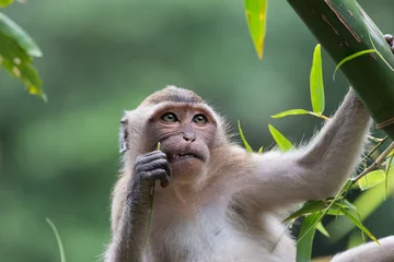 Foto op Plexiglas Aap in een boom (denkt na met een tandenstoker in zijn hand) © heesenb